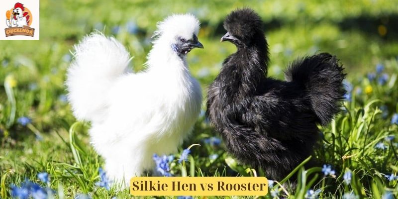 Silkie Hen vs Rooster