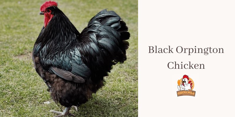 Black Orpington Chicken
