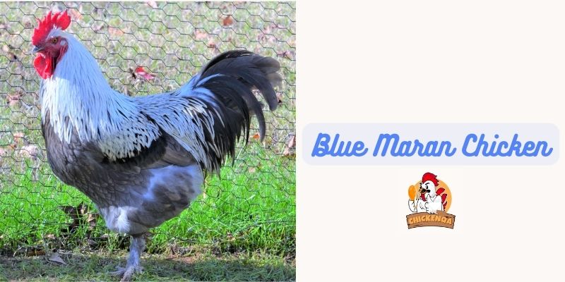 Blue Maran Chicken