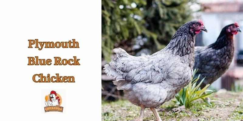 Plymouth Blue Rock Chicken