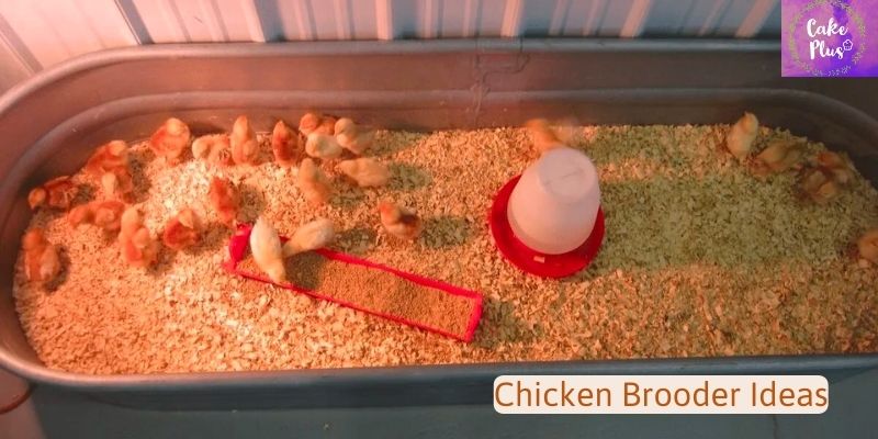 Chicken Brooder Ideas