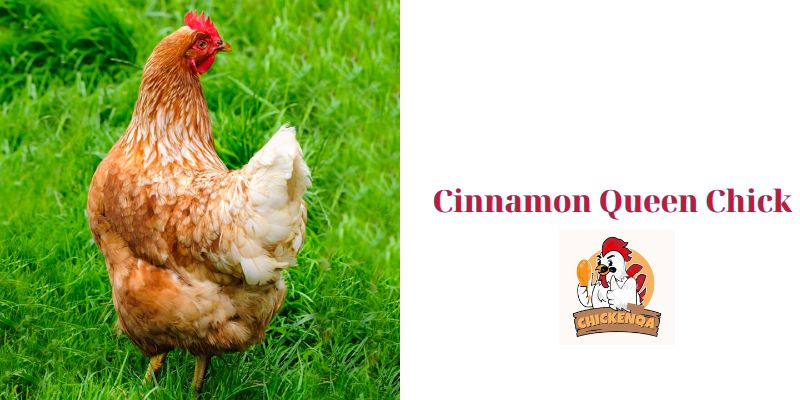 Cinnamon Queen Chick