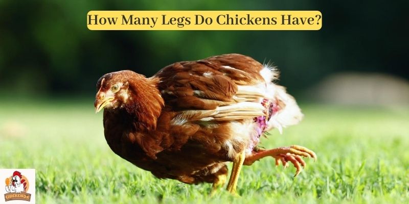 How Many Legs Do Chickens Have
