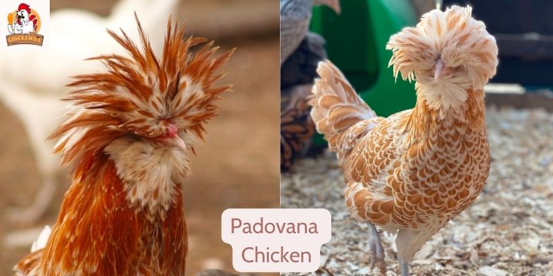 Padovana Chicken
