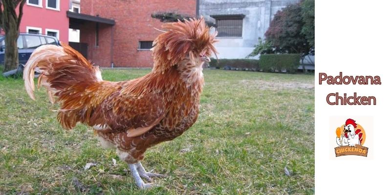Padovana Chicken 