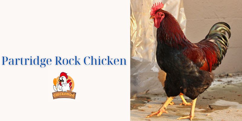 Partridge Rock Chicken
