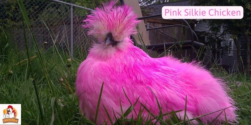 Pink Silkie Chicken