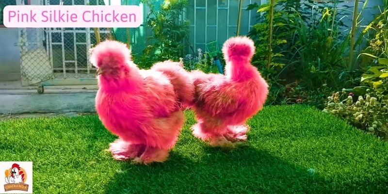 Pink Silkie Chicken