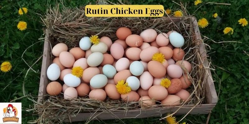 Rutin Chicken Eggs