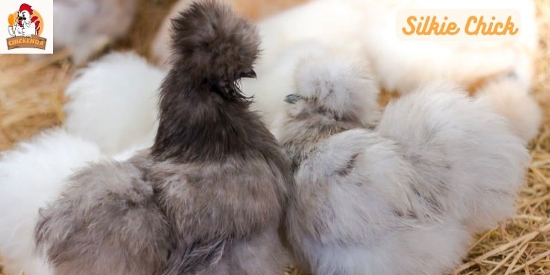 Silkie Chick