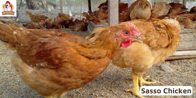 Sasso Chicken 