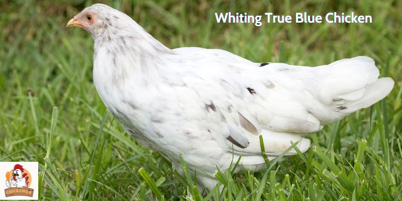 Whiting True Blue Chicken