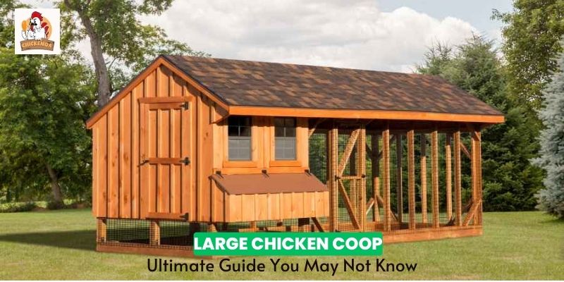 large chicken coop